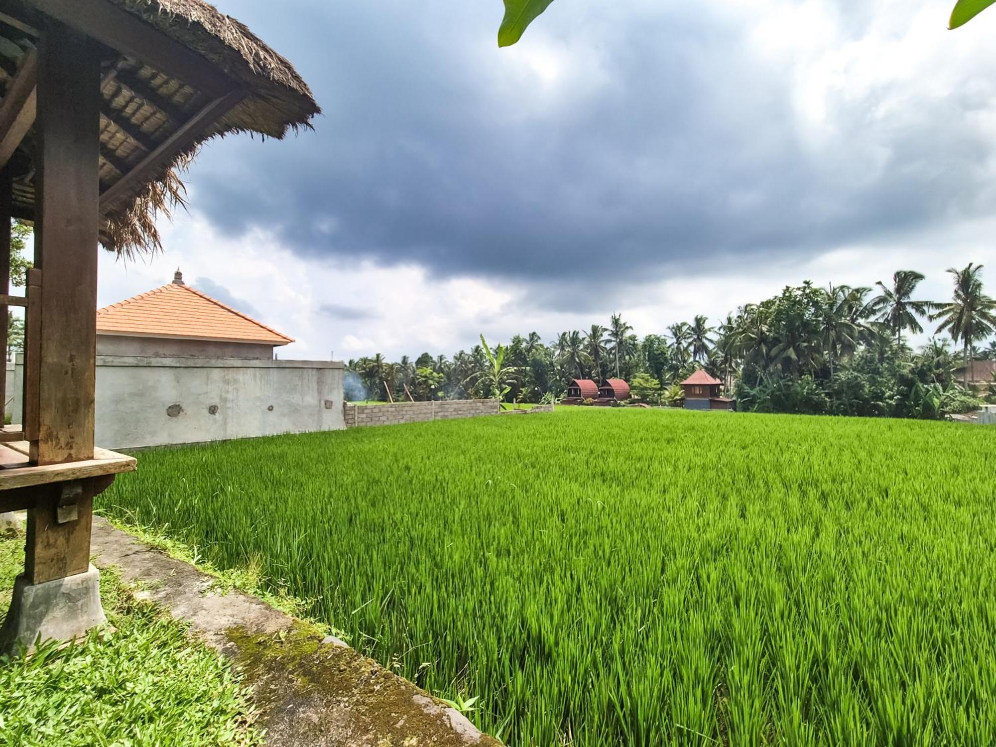 Villa Padi Menari أوبود المظهر الخارجي الصورة