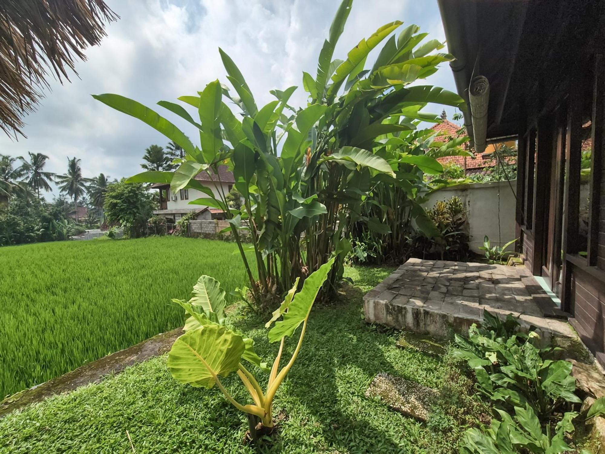 Villa Padi Menari أوبود المظهر الخارجي الصورة